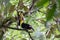 Chestnut mandibles toucans in Costa Rica