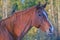 Chestnut Mare