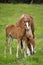 Chestnut Mare and curious Foal togther in meadow.