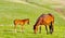 Chestnut mare and foal