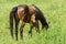 Chestnut mare with very young foal grazing on a spring pasture