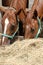 Chestnut mares eating hay on the ranch