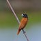 Chestnut Munia