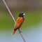 Chestnut Munia