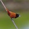 Chestnut Munia