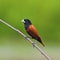 Chestnut Munia