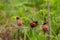 Chestnut Munia perching on a branch