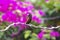 Chestnut Munia Standing on a Bougainvillea Branch