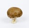 Chestnut mushroom on foot isolated on white background