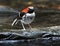 Chestnut-naped Forktail