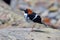 Chestnut-naped forktail Enicurus ruficapillus Beautiful Male Birds of Thailand