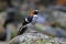 Chestnut-naped forktail Enicurus ruficapillus Cute Birds of Thailand