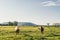 Chestnut and Palomino Standing in a Pasture