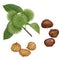 Chestnut plant, nuts and peeled kernels