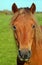 Chestnut pony portrait