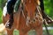 Chestnut quarter horse closeup