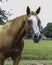 Chestnut Quarterhorse mare portrait