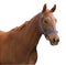 Chestnut Racehorse
