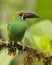 Chestnut-rumped Toucanet perched on an branch covered in epiphytes - Ecuador