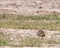 Chestnut sand grouse perched in the deserted valley