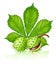 Chestnut seed fruits with green leaf isolated