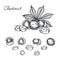 Chestnut set of vector sketches on white background.Chestnuts. Set of graphic hand drawn illustrations