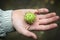 Chestnut with shell laying on a palm