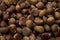 Chestnut in shell texture background. Unpeeled Chestnut