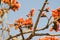 Chestnut Shouldered Petronia Feeding on Flowers