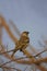 Chestnut Shouldered Petronia, Petronia xanthocollis, Ranthambhore Tiger Reserve, Rajasthan