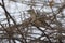 Chestnut-shouldered Petronia that sits in the crown of a bush wi