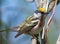 Chestnut-sided Warbler