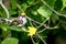 Chestnut-sided Warbler