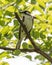 Chestnut Sided Warbler