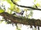 Chestnut-sided Warbler Setophaga pensylvanica