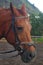 Chestnut sorrel Arabian horse with bridle with headstall and reins