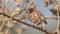 Chestnut Sparrow Perches on Thorn Branch