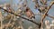 Chestnut sparrow sits on thorn branch