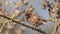 Chestnut Sparrow Sits on Thorn Branch