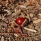 Chestnut with spike shell skin and brown leaves