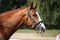 Chestnut sport horse portrait during competition