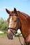 Chestnut sport horse portrait in summer