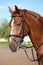 Chestnut sport horse portrait in summer