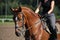 Chestnut sport horse portrait in summer