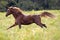 Chestnut Stallion galloping