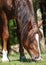 Chestnut stallion grazes in a meadow