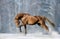 Chestnut stallion in snow