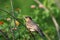 Chestnut starling juvenile