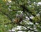 Chestnut starling juvenile