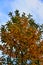 Chestnut - sweet chestnut - leaves in autumn colours - colourful foliage Castanea sativa